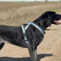 Bildhübsche RONJA auf Familiensuche !, Hündin zur Adoption