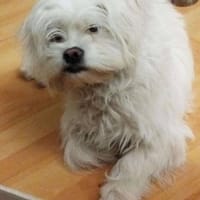 Süße Flocke🌺 sucht liebevolle Familie, Hündin zur Adoption