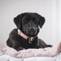 Pauline, grazile Herzenshündin, ca. 1 Ja, Hündin zur Adoption