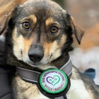 Tania unsere kleine sensible..., Hündin zur Adoption