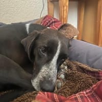 Morena - menschenbezogene Hündin auf PS, Hündin zur Adoption