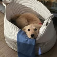 Katzenfreundliche Kira sucht ihr Zuhause, Hündin zur Adoption