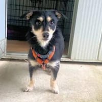 LISSY - ein Sonnenschein, Hündin zur Adoption