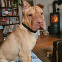 Bonnie, niedliches Hundemädel, ca. 6 Mon, Hündin zur Adoption