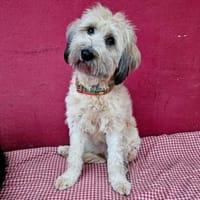 Püppi, schüchterne Hundedame, 1J 45468, Hündin zur Adoption