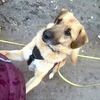 Stitch Familienhund, in DE 25746, Heide, Hund zur Adoption
