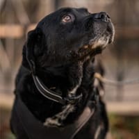 Elias, bewegungsfreudiger Begleiter, 12J, Hund zur Adoption