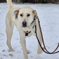 Gandalf - ein neuer Teil deiner Familie?, Hund zur Adoption