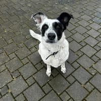 Smilla aus RO,sucht ne Pflegestell/Zuhau, Hündin zur Adoption