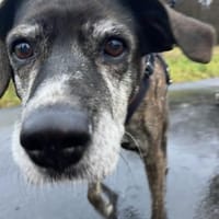 Eleana, lernwillige Hundedame, ca. 6 J, Hündin zur Adoption