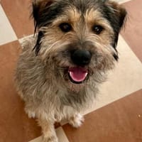 Csufi, sympathischer Hundemann, ca. 6 Ja, Hund zur Adoption