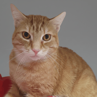 SIMBA CHA, chat à adopter