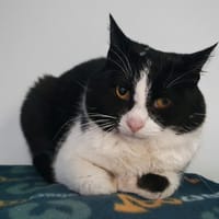 CHARLY CHA, chat à adopter