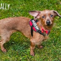 SALLY, chienne à adopter