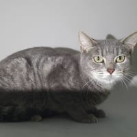 DEBRA CHA, chatte à adopter