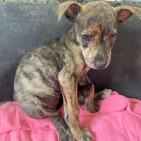 MEWTWO, chienne à adopter