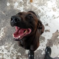 OSHI, chien à adopter