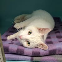 JACKPOT, chat à adopter