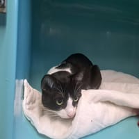 Shadow (PROMIS), chat à adopter