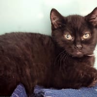 Aston [Chaton], chat à adopter