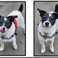 NOKY (Réservé), chien à adopter