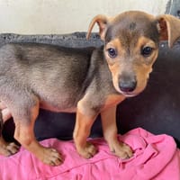 MELOFEE, chienne à adopter