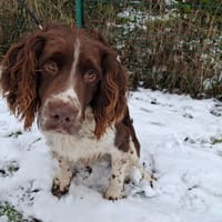 ROX, chien à adopter