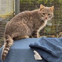 MIRZA QCT, chatte à adopter