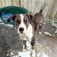 ALEX, chien à adopter