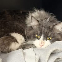 Mario CAB5165, chat à adopter