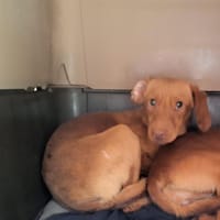 DIXIE, chienne à adopter