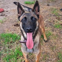 KIPI, chienne à adopter