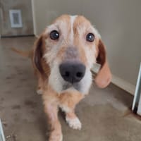 TEOSTRA QCN, chien à adopter