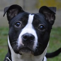 ATHENA CHAO, chienne à adopter