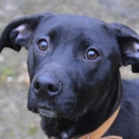 TINDER CHAO, chien à adopter