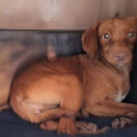 SAMBA, chienne à adopter