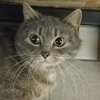 MISTRIGRI QCT, chatte à adopter