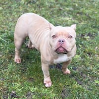 Laïka CAA14657, chienne à adopter