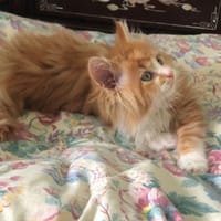 ARES, chat à adopter