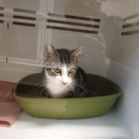 CACAO CT, chat à adopter
