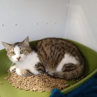LUCIFETTE CTTE, chatte à adopter