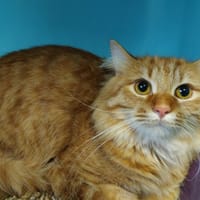 Merid (réservé), chat à adopter