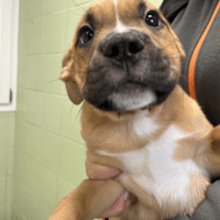 RUSTY, chien à adopter