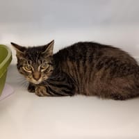 BANDIT CT, chat à adopter