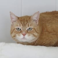 Virgile, chat à adopter