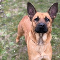 Vickie CAA14656, chienne à adopter