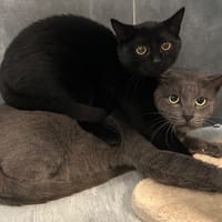 FRANKENMIAOU, chat à adopter