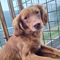 COSMO, chien à adopter