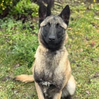 Diva CAA14659, chienne à adopter