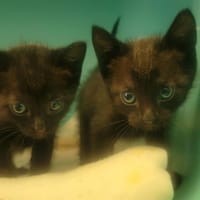 FRIMOUSSE, chatte à adopter